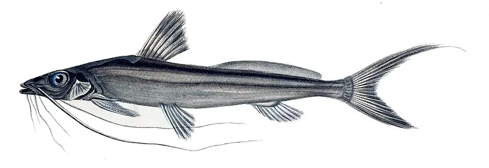 Cá trê Pimelodella gracilis, Pimelodella gracilis