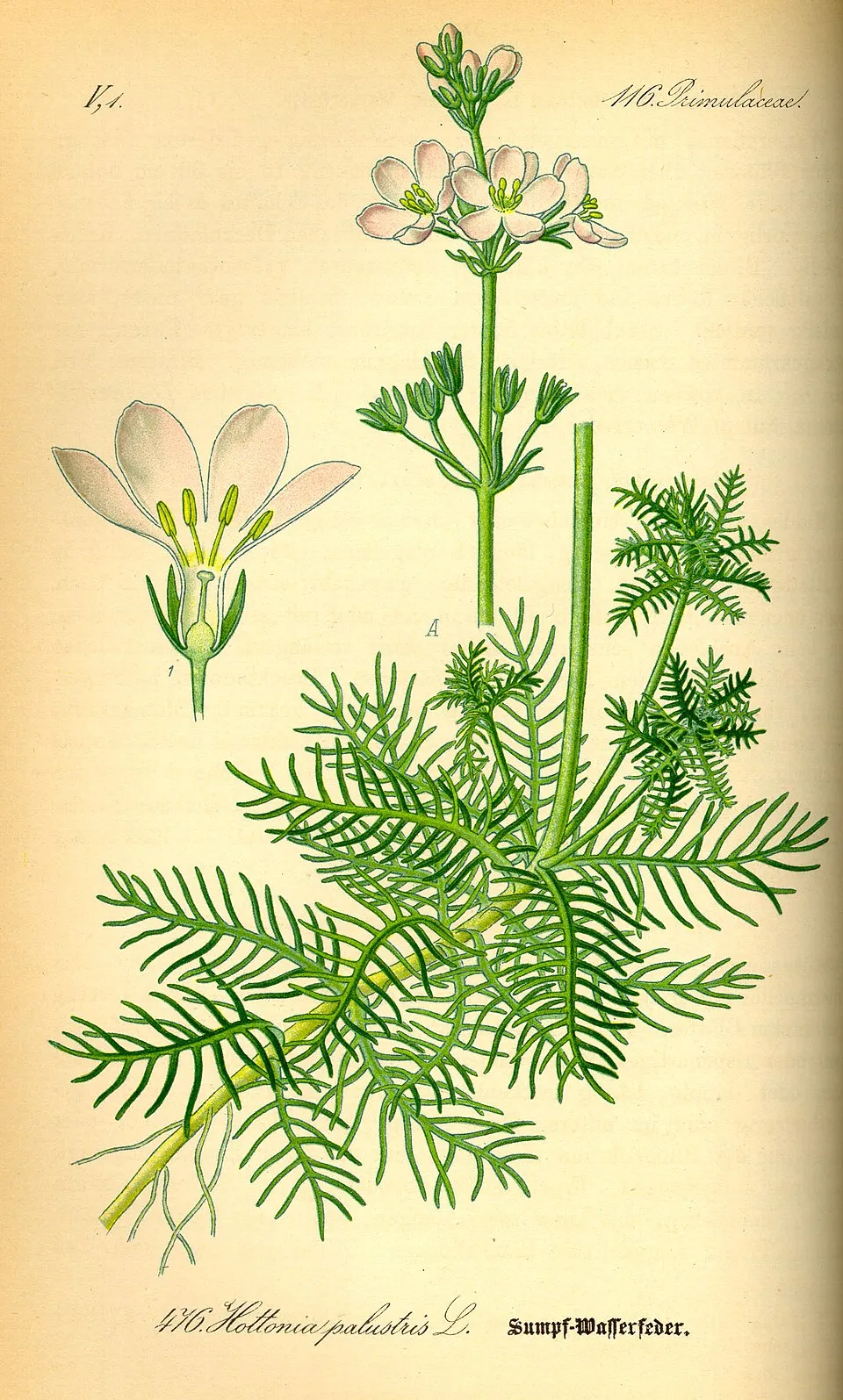 Rong đuôi chó nước, Hottonia palustris