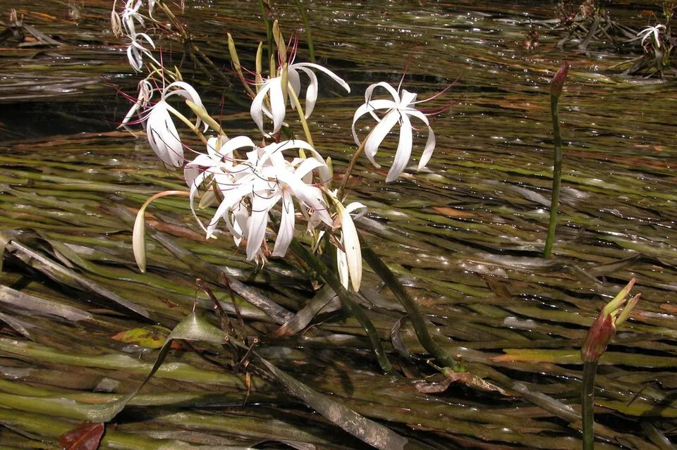 Cây crinum Thái Lan, Crinum thaianum