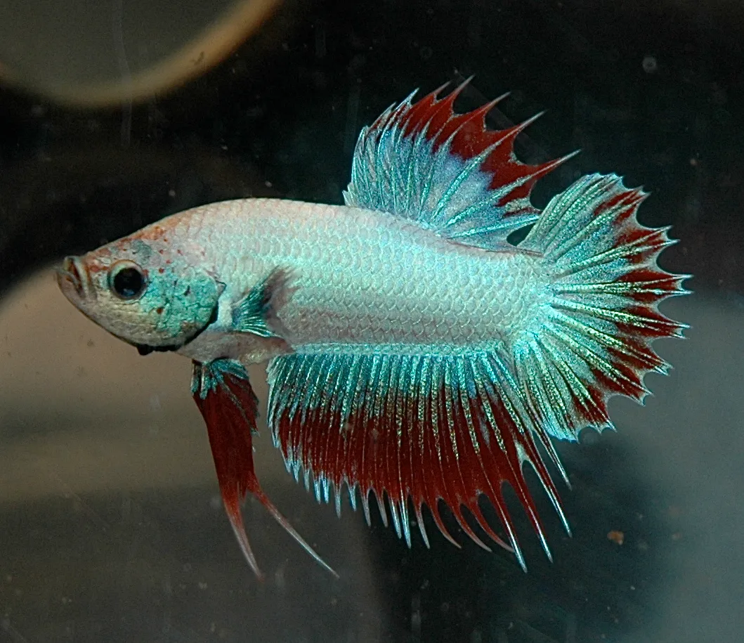 ปลากัดหางมงกุฎ (Crowntail betta)