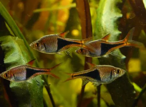 Kawanan Rasbora Harlequin berenang berdekatan di akuarium tanaman air