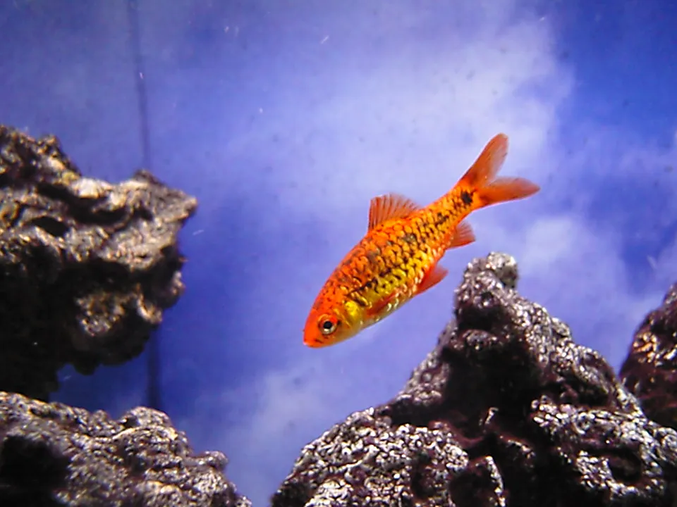 Gold Barb (Puntius semifasciolatus)