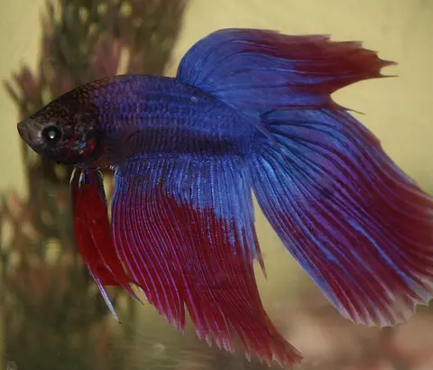 Cupang jantan merah, biru, dan ungu bersirip panjang yang cerah