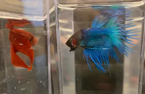 Cupang crowntail jantan biru di akuarium