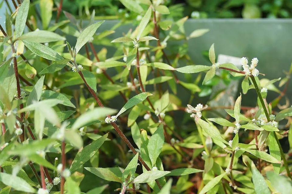 Alternanthera reineckii 'Roseifolia' cultivated in a greenhouse of the Wrocław University Botanical Garden, Wrocław, Poland.