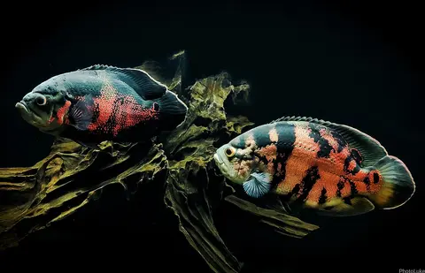 Dua Oscar tiger merah oranye berenang di samping kayu driftwood
