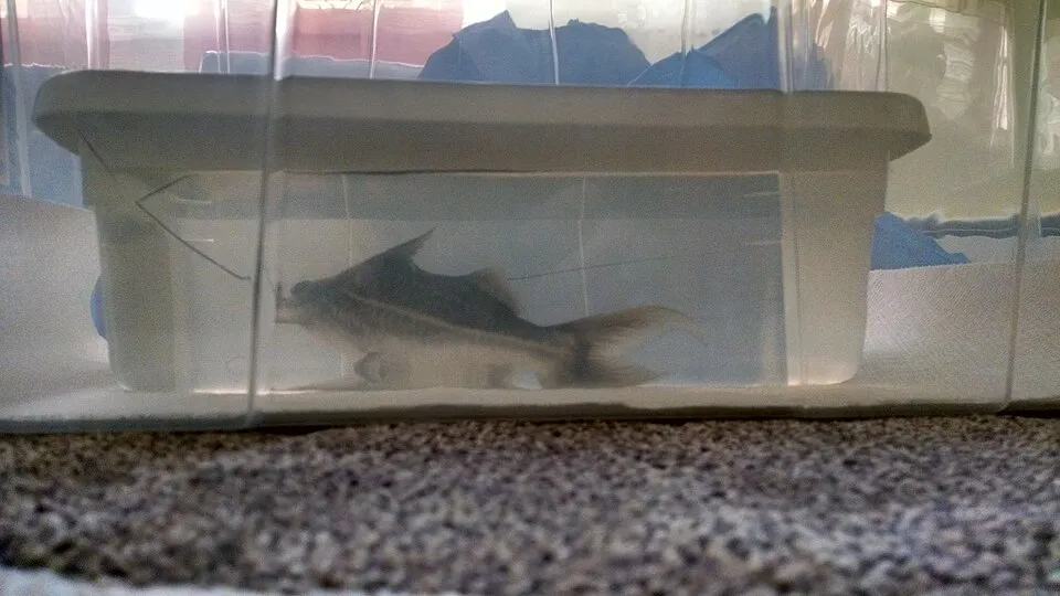 A 25-cm adult Pimelodus pictus catfish, in a box for scale.