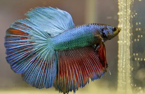 ปลากัดฮาล์ฟมูนตัวผู้ กางหางใหญ่ สีน้ำเงินแดง ในตู้