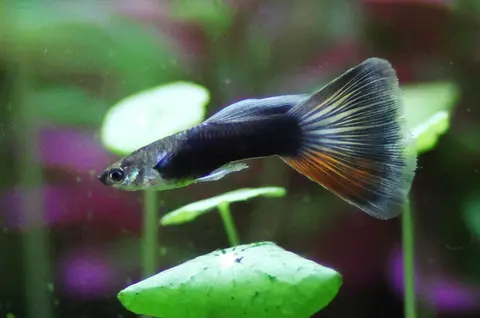 Guppy jantan berbadan hitam dengan ekor mengembang di akuarium tanaman air