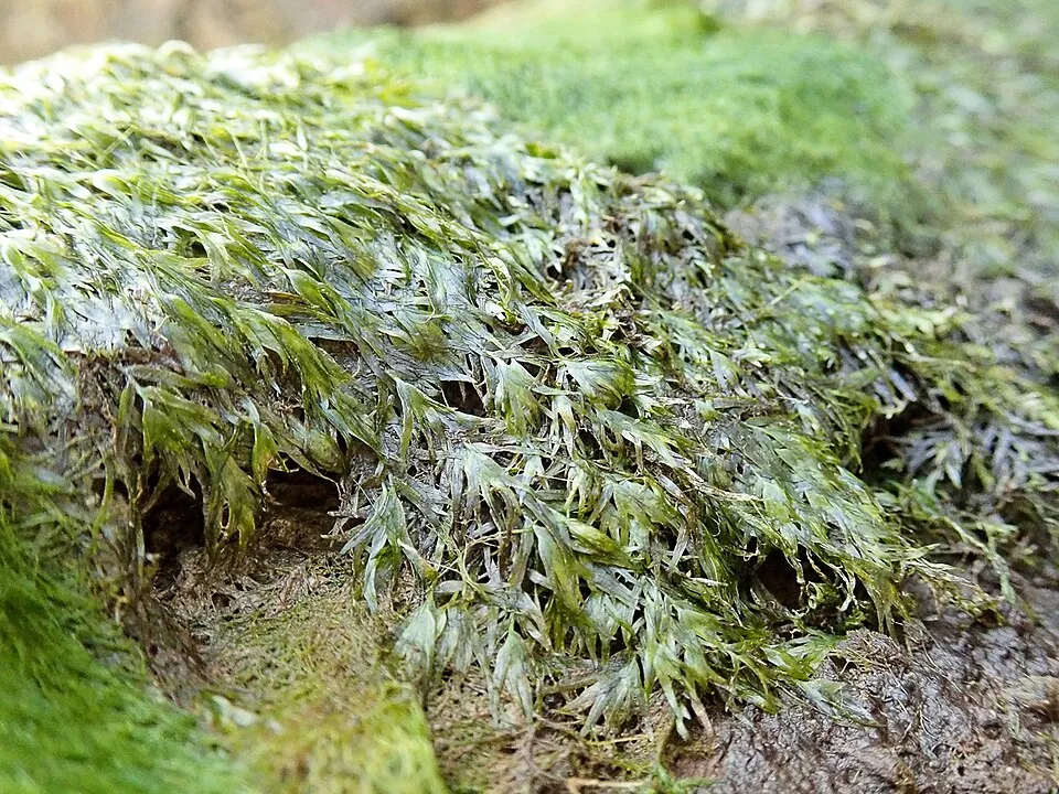 Fissidens fontanus in the field