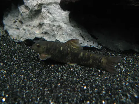 Ikan Dokter