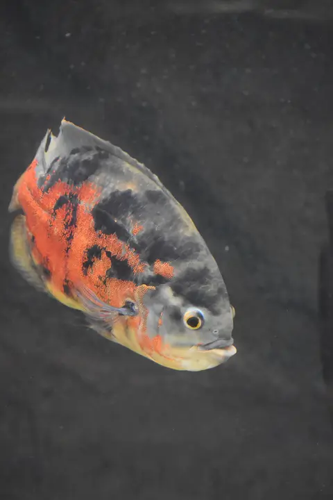 Close-up oscar merah oranye di akuarium kaca