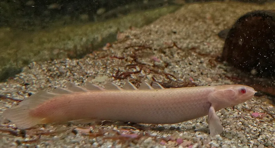 Cá khủng long Senegal, Polypterus senegalus