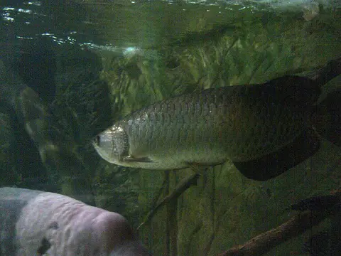 Arwana Irian