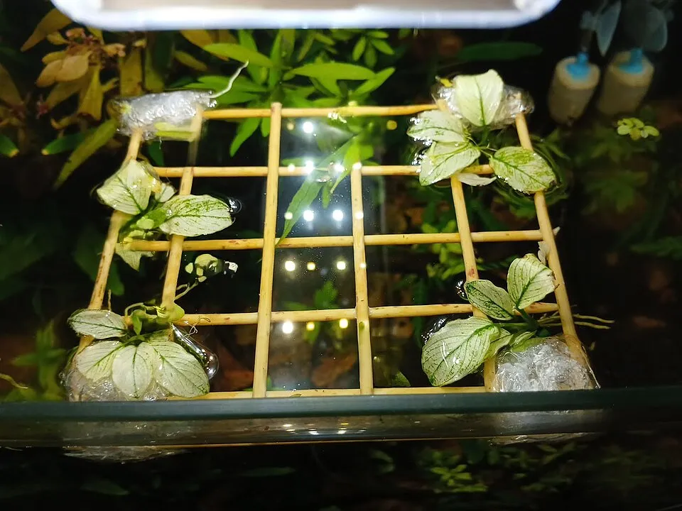 This image represents an mutation of a plant (anubias), it's leaves lack a pigment called chlorofile