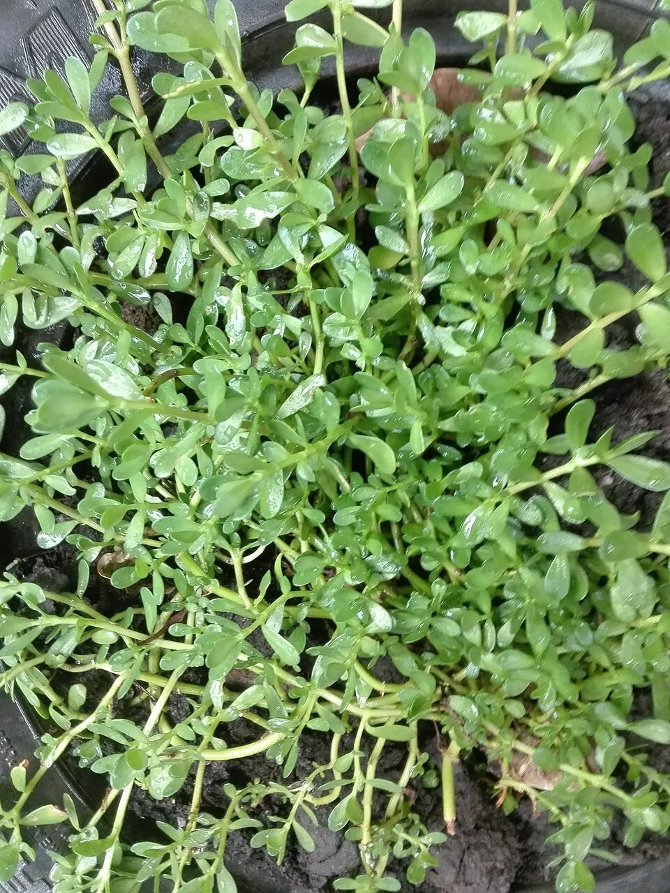 ব্ৰাহ্মী(Bacopa monnieri) জেকা মাটিত হয়। বগাই যায়। সোৱাদ অলপ তিতা।