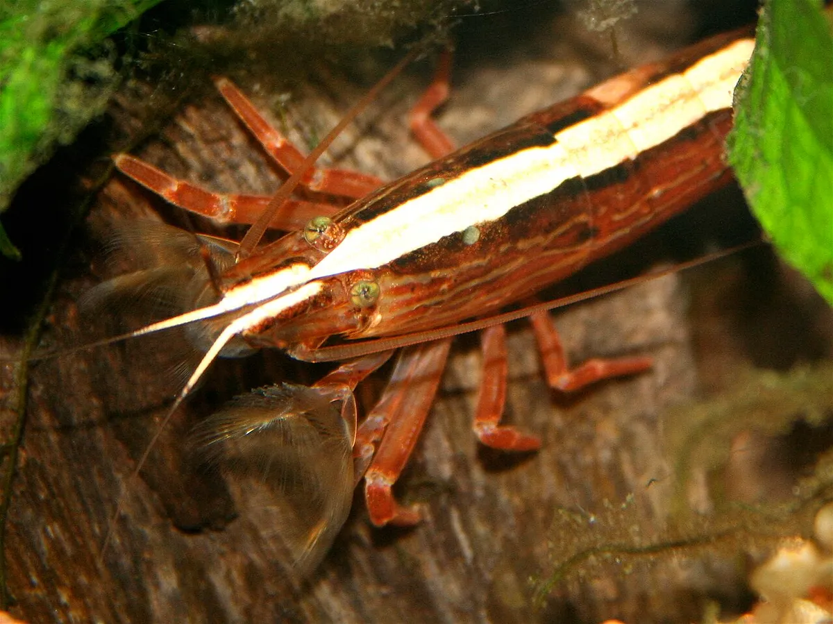 Udang bambu, Atyopsis moluccensis