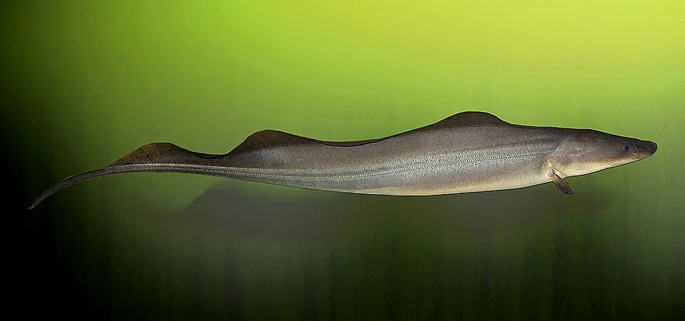 Cá aba aba, Gymnarchus niloticus