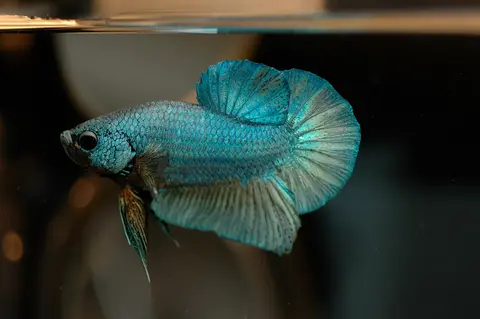 Cupang biru toska berekor bulat di akuarium