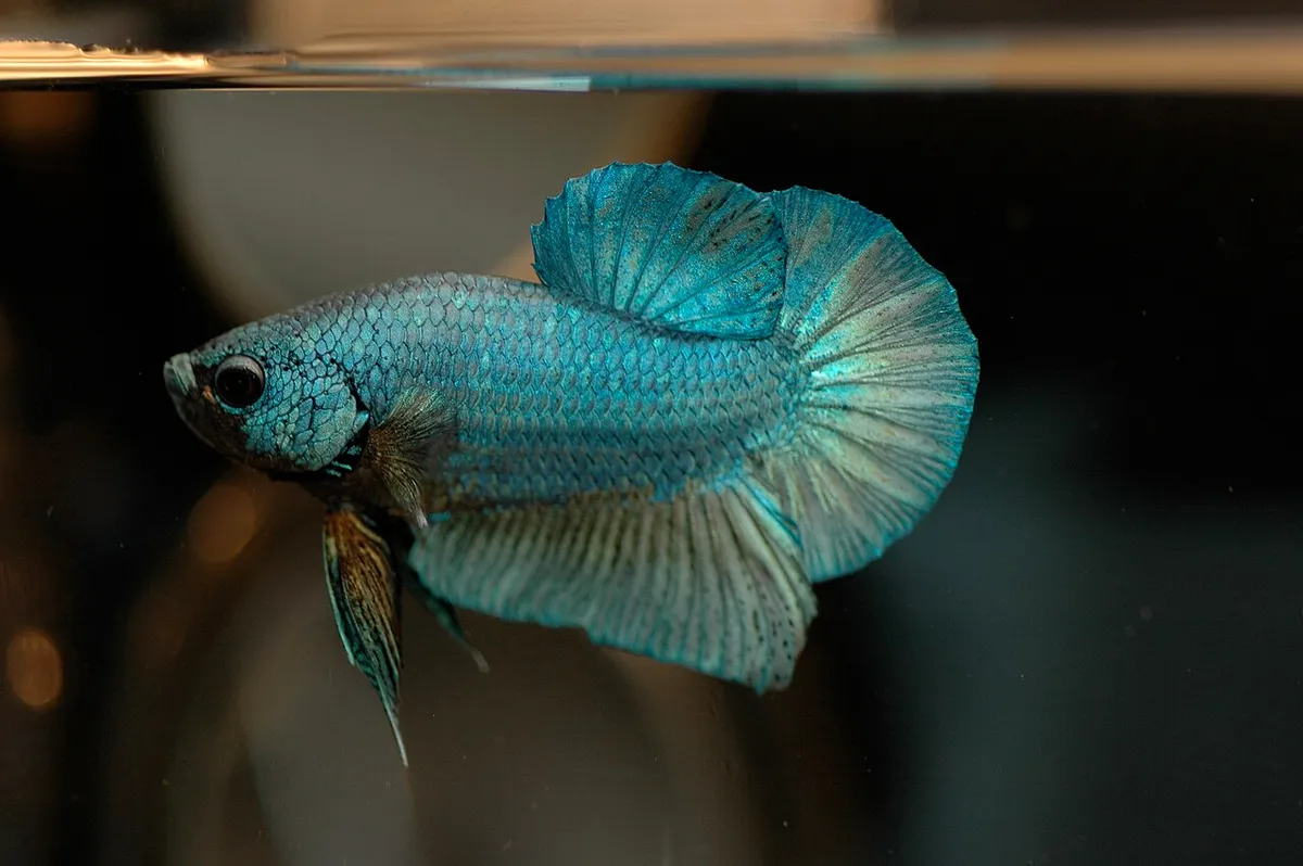 ปลากัดหางสั้น (Plakat betta)