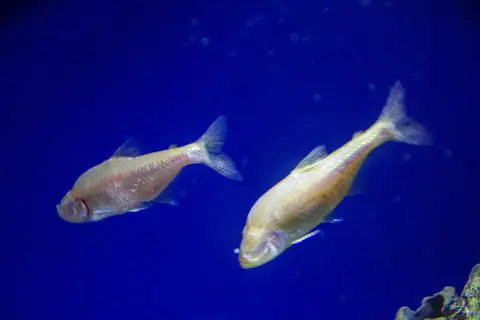 Blind Cave Tetra