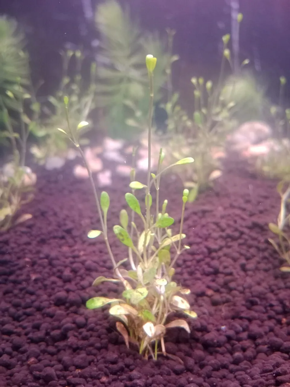 Imagen que muestra un espécimen de la especie Glossostigma elatinoides en acuariofilia. Ejemplar reproducido en cautividad mediante reproducción asexual por rizomas.
