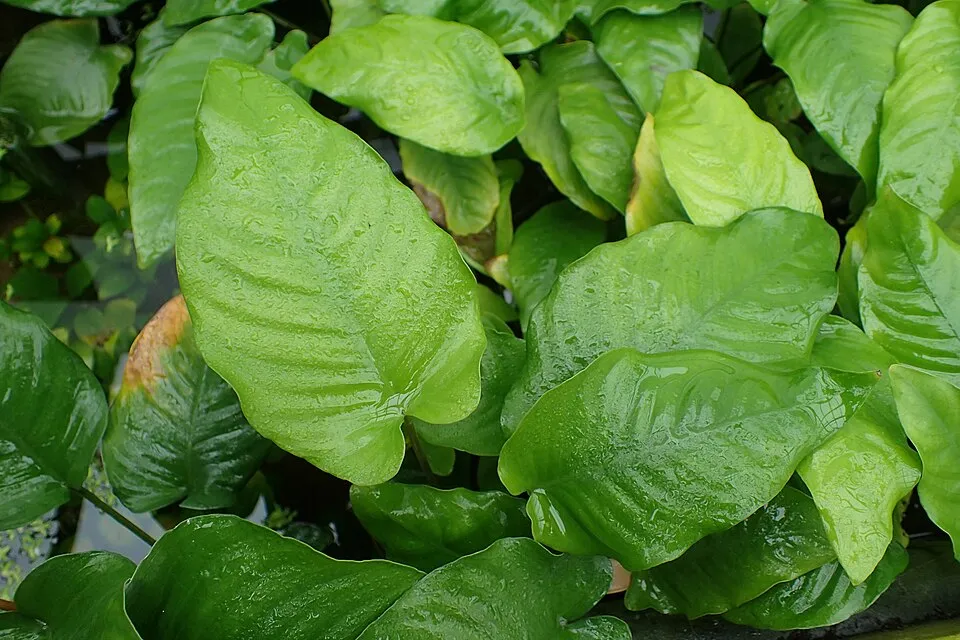 Anubias lá tim caladiifolia, Anubias barteri var. caladiifolia