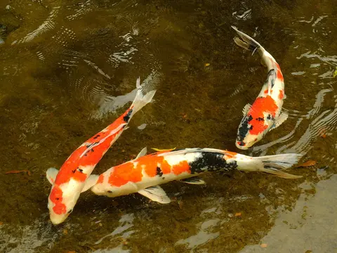 ปลาคาร์ปสีแดงขาวดำสองตัวว่ายในบ่อน้ำใส