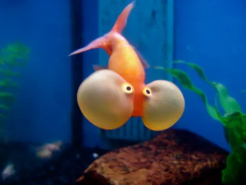 Koki Bubble Eye oranye dengan dua kantung mata besar di akuarium