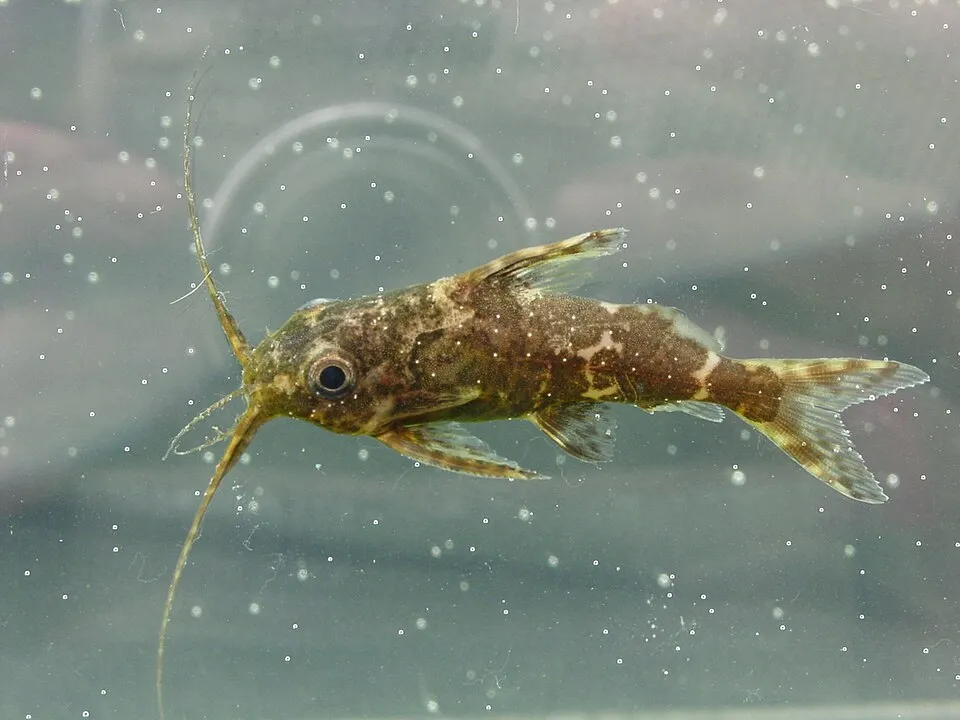 Cá trê lộn ngược, Synodontis nigriventris