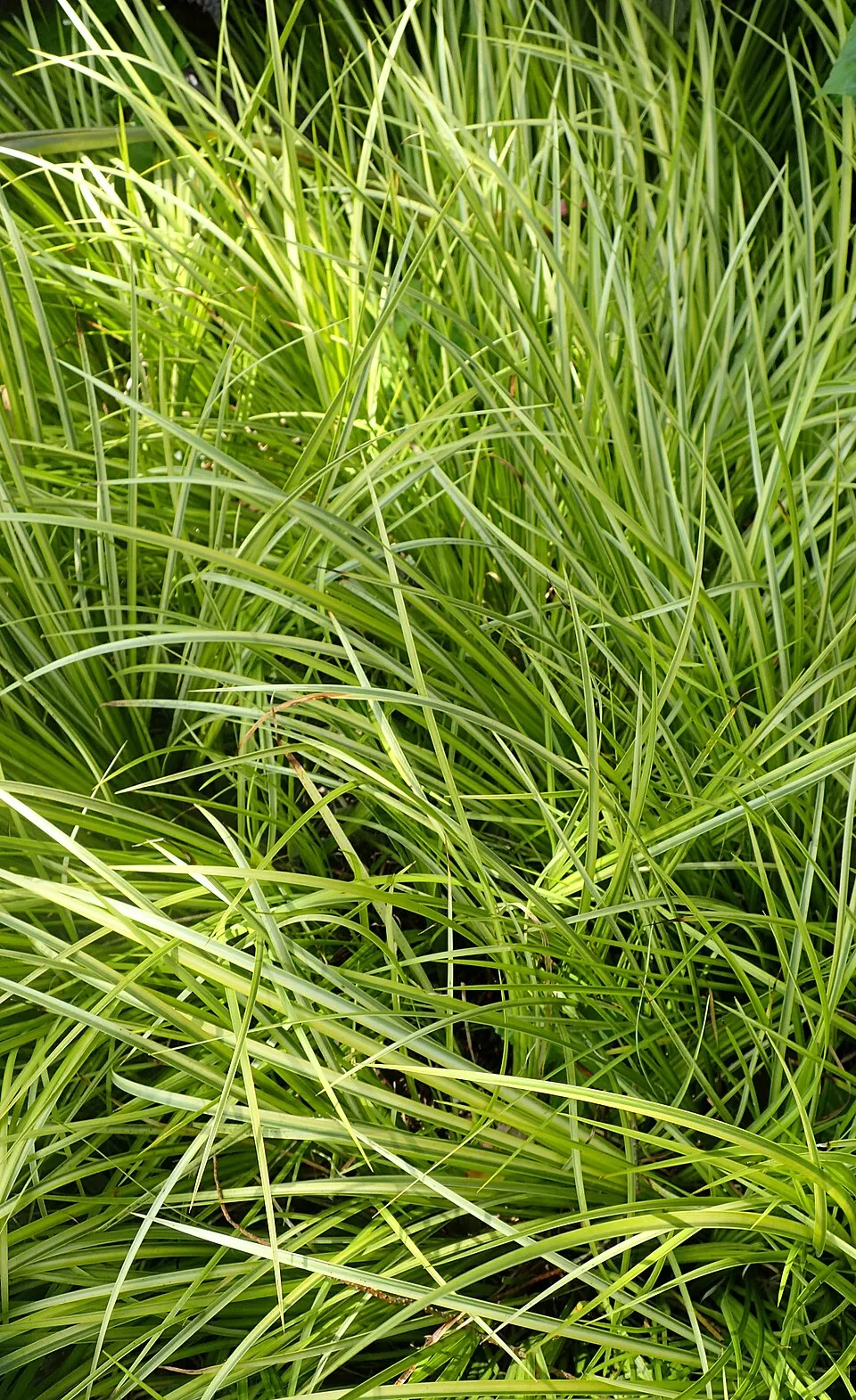 Acorus gramineus 'Oborozuki' at the New York Botanical Garden