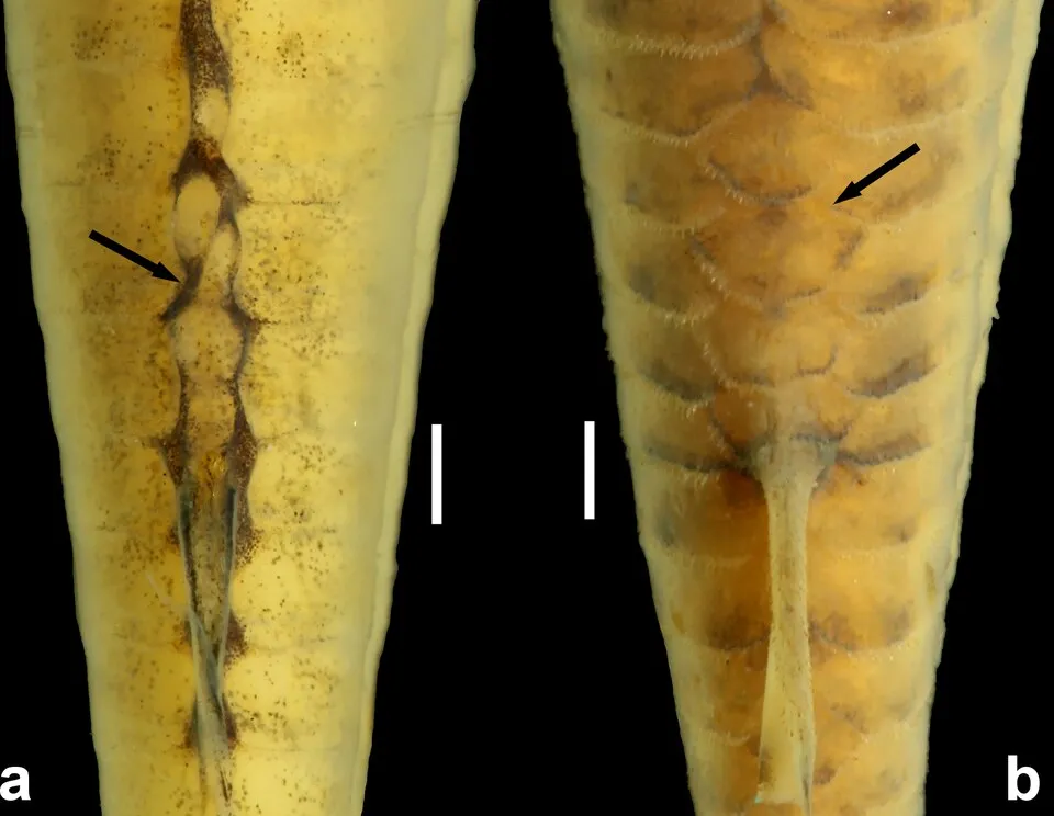 Fig 13. Preadipose azygous plates (arrows) of (a), Aspidoras mephisto, holotype, MNRJ 48268, 45.6 mm SL, and (b) Aspidoras fuscoguttatus, DZSJRP 14959, 35.1 mm SL, showing the clearly smaller plates i