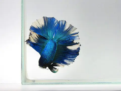 Cupang jantan biru berekor bulat di dalam akuarium kaca