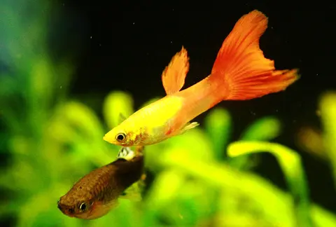 Guppy jantan berekor merah oranye berbadan kuning di akuarium tanaman
