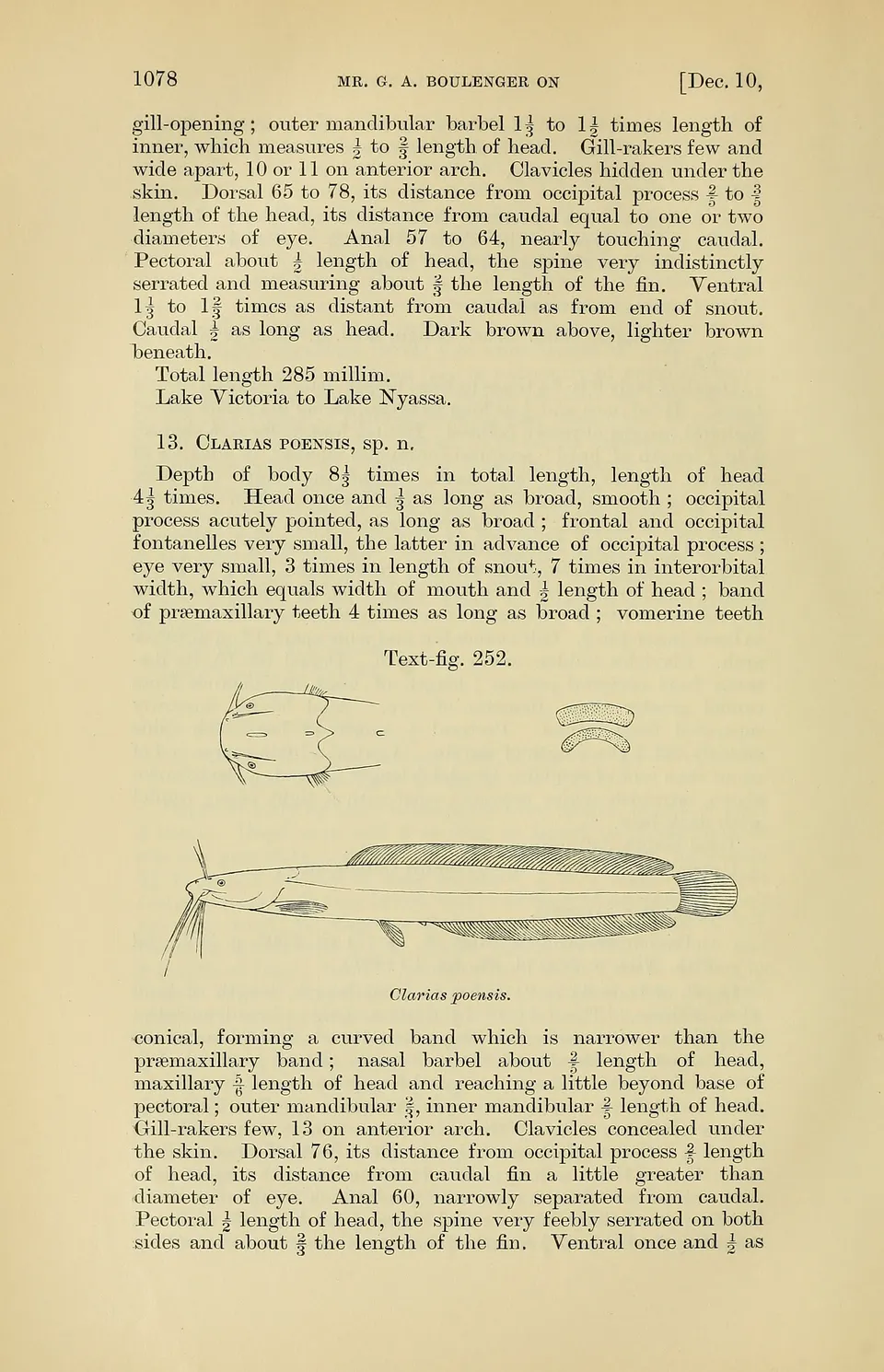 Lateral view (below), head from above (above left), premaxillary and vomerine dentition (above right, premaxillary on top).