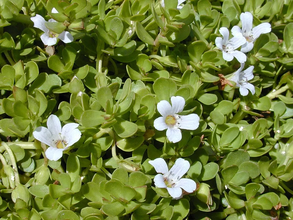Rau đắng biển compact, Bacopa monnieri