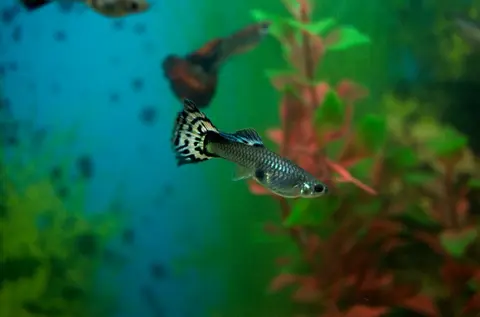 Guppy jantan berekor hitam belang di akuarium tanaman