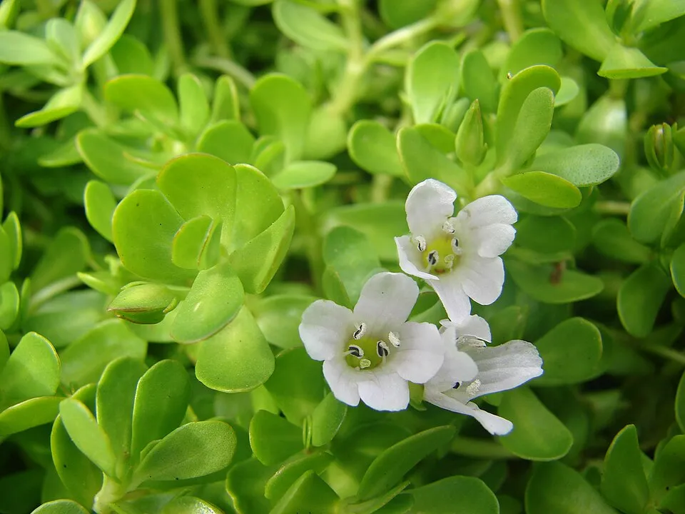 Bacopa monnieri (flowers). Location: Maui, Kanaha Beach