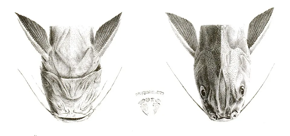 Netuma thalassina syn. Arius thalassinusThe species names / identity need verification. The original plates showed the fishes facing right and have been flipped here. Arius thalassinus
