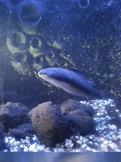 Aba Aba