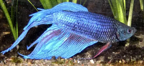 Cupang jantan biru bersirip panjang, foto jarak dekat