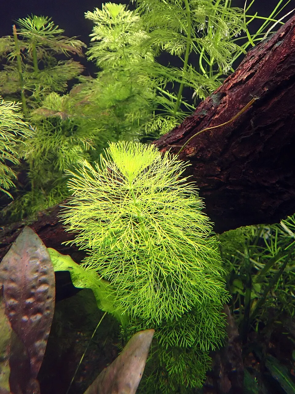 Limnophila aquatica in the Botanischer Garten, Berlin-Dahlem