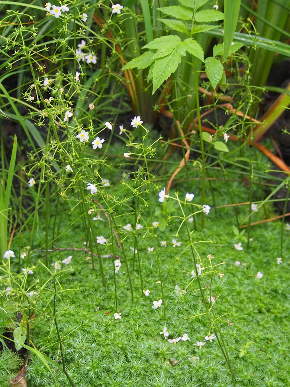 Water violet (Hottonia palustris) in the "Łazy" nature reserve, E of Łazy, N Poland.