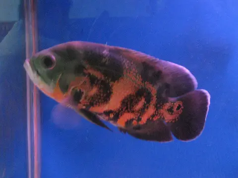 Oscar bergaris oranye hitam berenang di akuarium berair biru