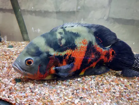 Oscar tiger merah hitam berbaring di dasar kerikil dalam akuarium