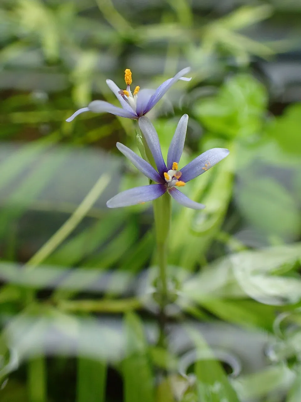 Heteranthera zosterifolia in Wrocław University Botanical Garden