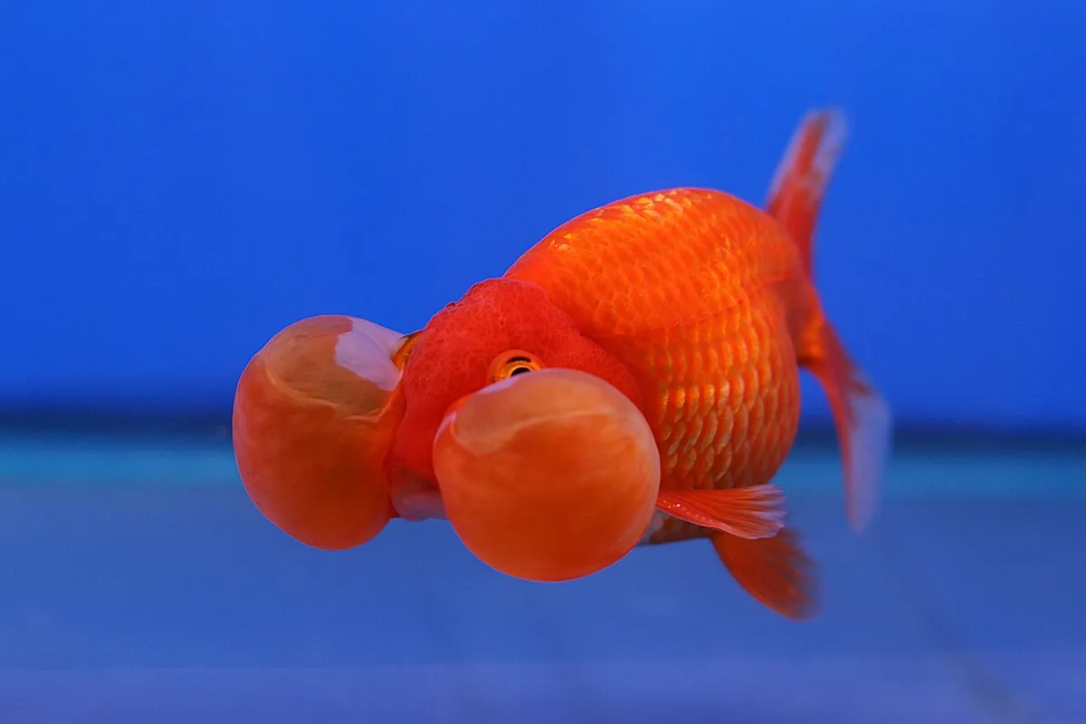 Koki Bubble Eye (Bubble Eye Goldfish)