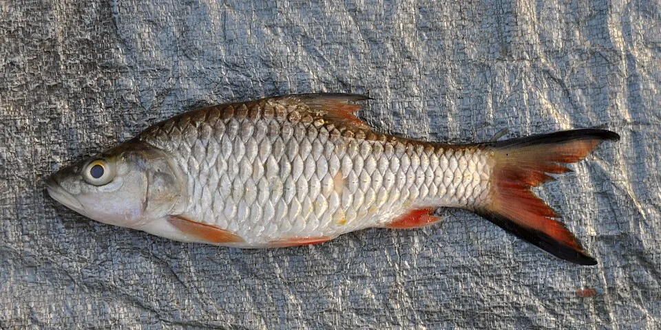 Hampala macrolepidota, 177 mm SL (standard length). From Ketapang, West Kalimantan, Indonesia.