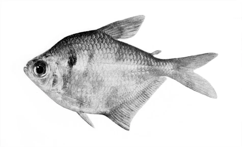 Cá tetra bạc, Gymnocorymbus bondi