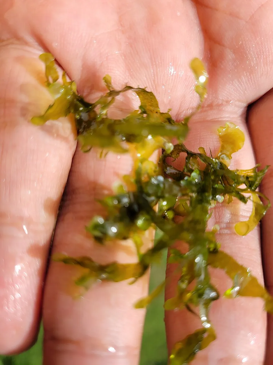 Rêu Monosolenium, Monosolenium tenerum